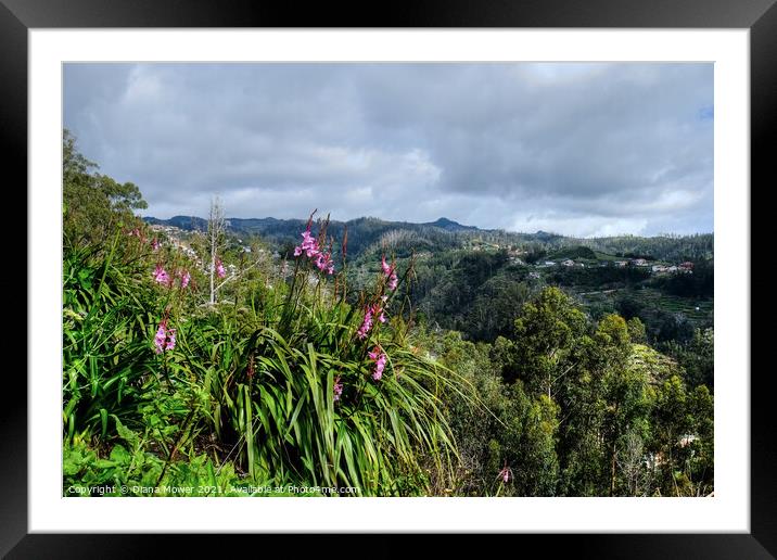 Porto Novo Valley Madeira Framed Mounted Print by Diana Mower