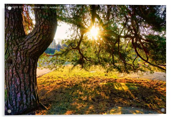 Morning Sun Through Pine Tree Acrylic by Taina Sohlman