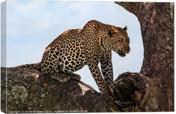 Leopard Finds A Safe Place To Rest. Canvas Print by Steve de Roeck