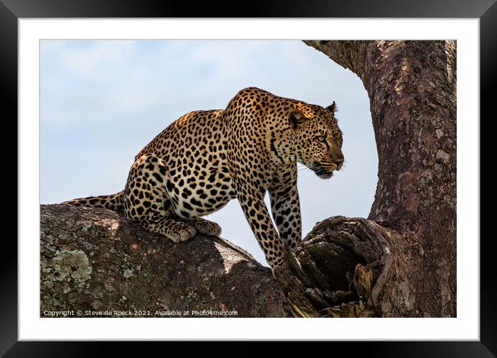 Leopard Finds A Safe Place To Rest. Framed Mounted Print by Steve de Roeck