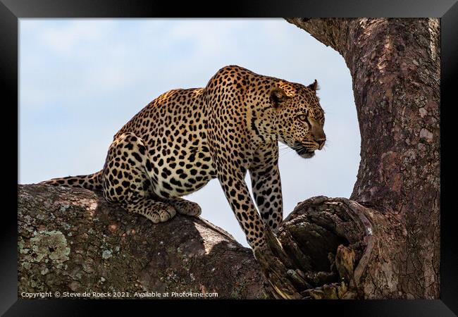 Leopard Finds A Safe Place To Rest. Framed Print by Steve de Roeck