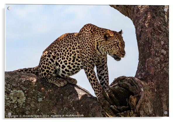 Leopard Finds A Safe Place To Rest. Acrylic by Steve de Roeck