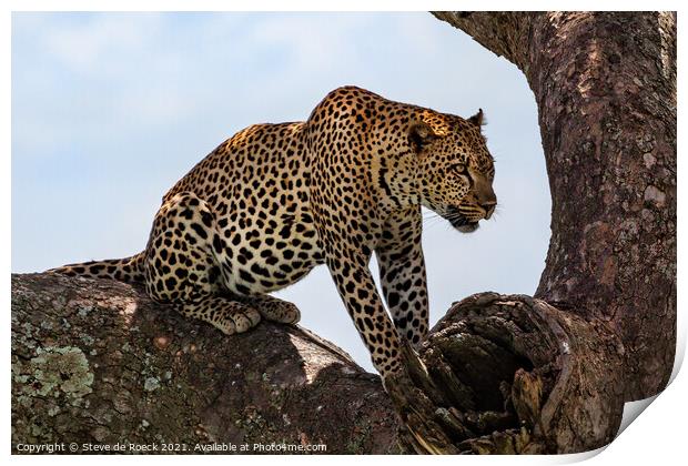 Leopard Finds A Safe Place To Rest. Print by Steve de Roeck
