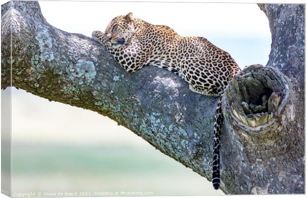 Slumbering Leopard Canvas Print by Steve de Roeck