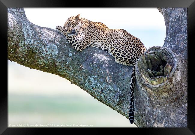 Slumbering Leopard Framed Print by Steve de Roeck