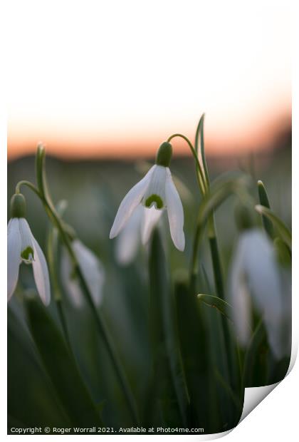 Snowdrops at Sunset Print by Roger Worrall