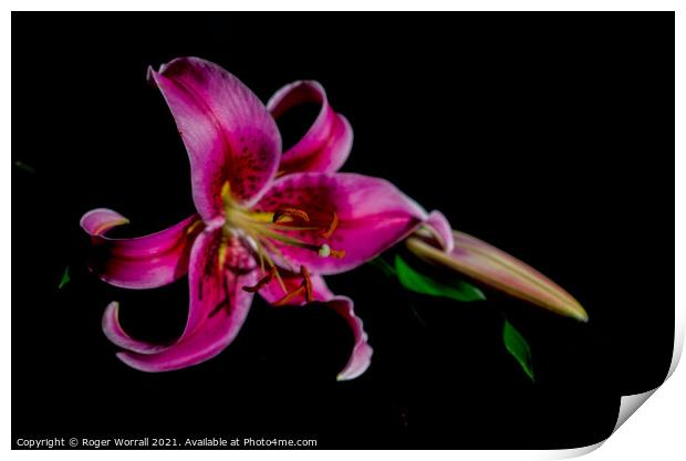 Lily Print by Roger Worrall