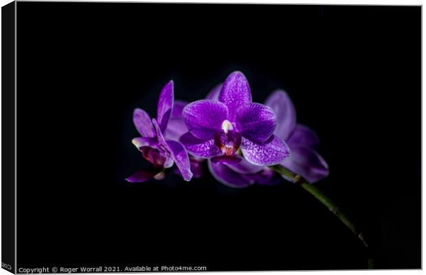 Purple Orchid Canvas Print by Roger Worrall