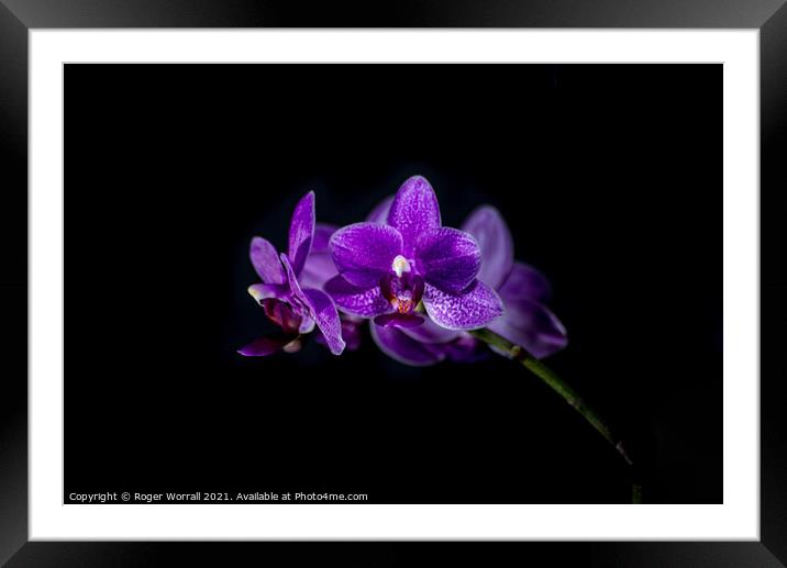 Purple Orchid Framed Mounted Print by Roger Worrall