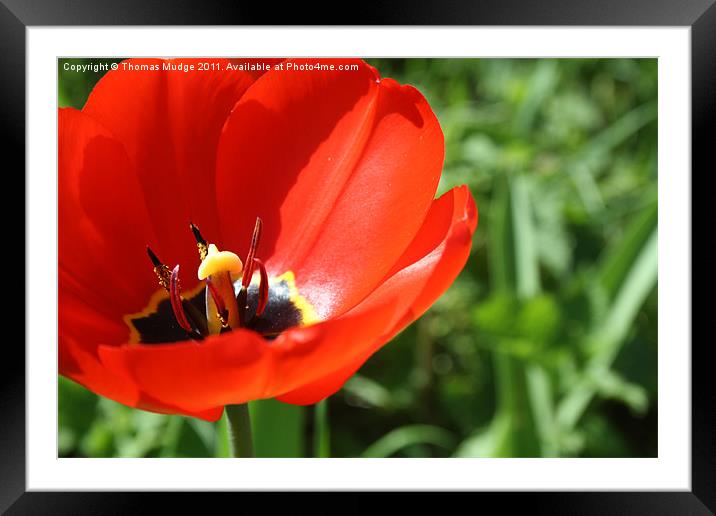 Open Tulip Framed Mounted Print by Thomas Mudge