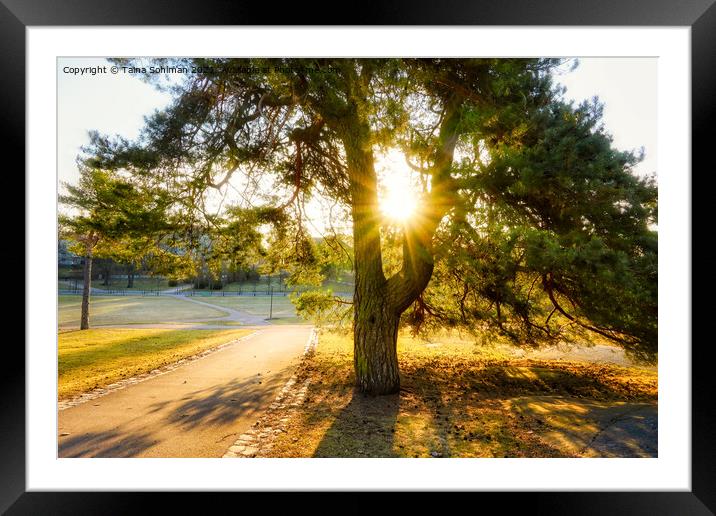 Morning Sun Star Through Pine Tree Framed Mounted Print by Taina Sohlman