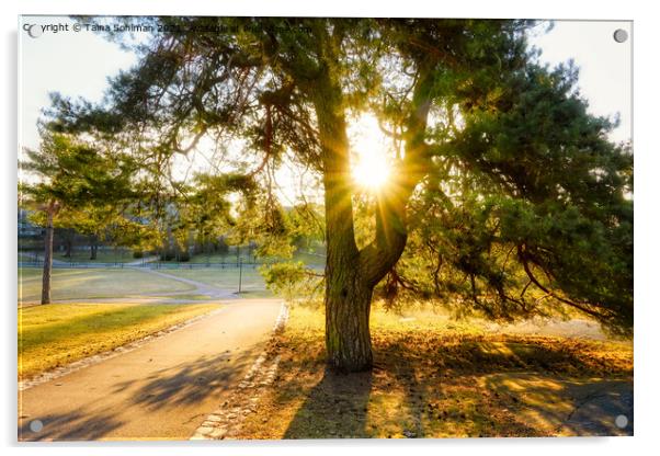 Morning Sun Star Through Pine Tree Acrylic by Taina Sohlman