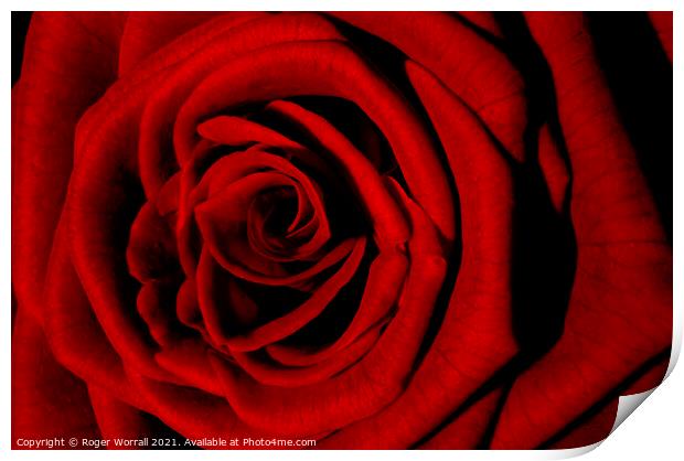 Red Rose Print by Roger Worrall