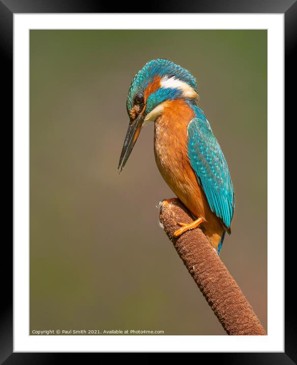 Kingfisher on Bulrush Framed Mounted Print by Paul Smith