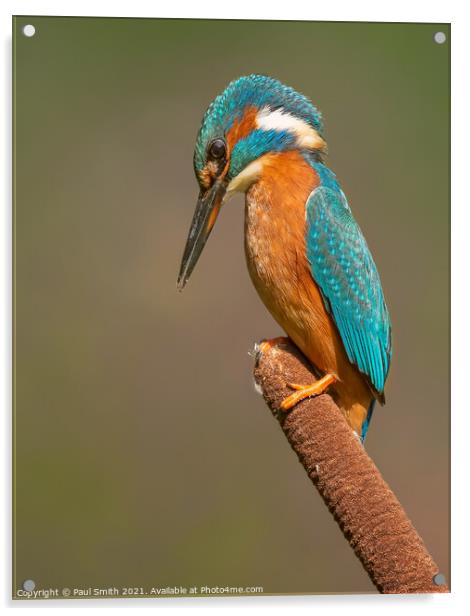 Kingfisher on Bulrush Acrylic by Paul Smith