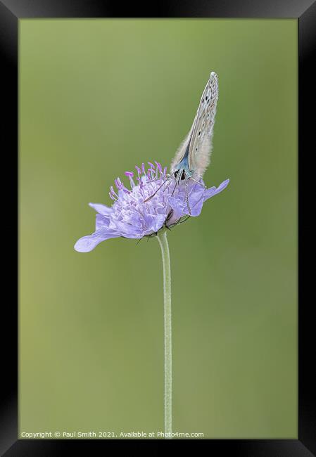 Chalkhill Blue on Scabious Framed Print by Paul Smith