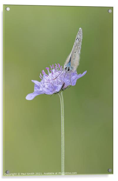 Chalkhill Blue on Scabious Acrylic by Paul Smith