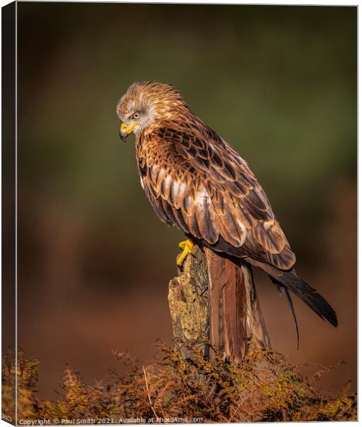 Red Kite in Late Evening Light Canvas Print by Paul Smith