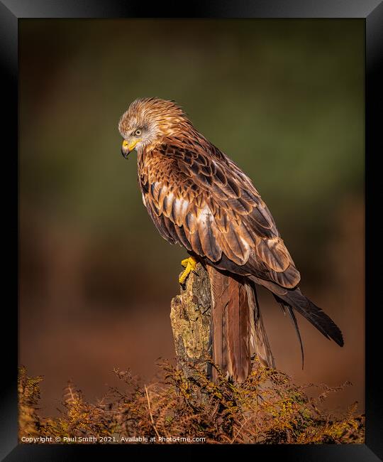 Red Kite in Late Evening Light Framed Print by Paul Smith