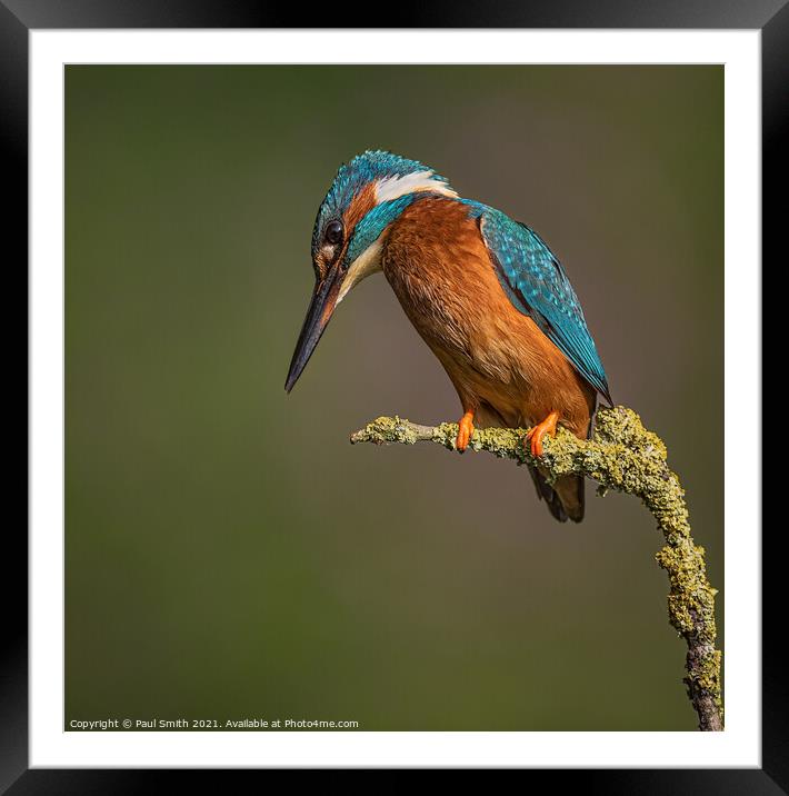 Perched Kingfisher Framed Mounted Print by Paul Smith
