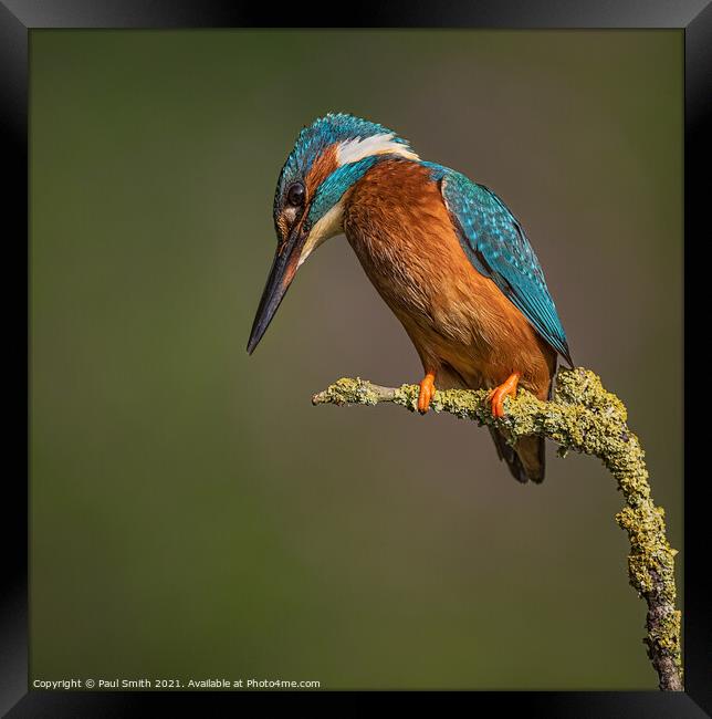 Perched Kingfisher Framed Print by Paul Smith