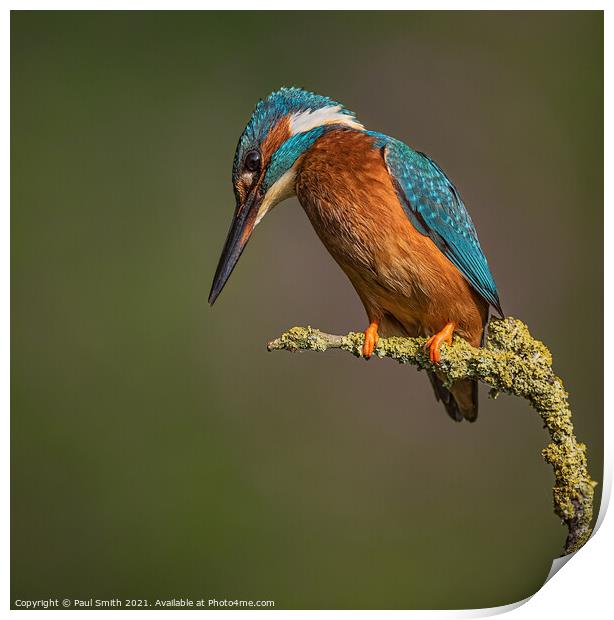 Perched Kingfisher Print by Paul Smith