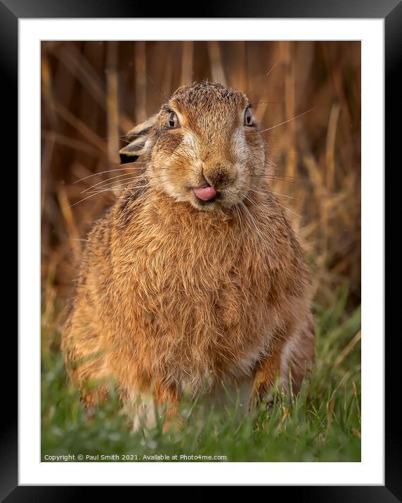 Cheeky Brown Hare Framed Mounted Print by Paul Smith