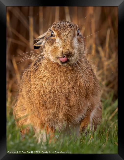 Cheeky Brown Hare Framed Print by Paul Smith