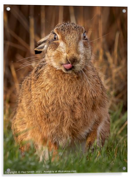 Cheeky Brown Hare Acrylic by Paul Smith