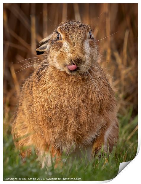 Cheeky Brown Hare Print by Paul Smith
