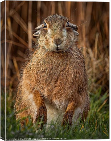 Brown Hare Portrait Canvas Print by Paul Smith