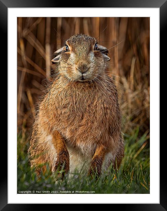 Brown Hare Portrait Framed Mounted Print by Paul Smith