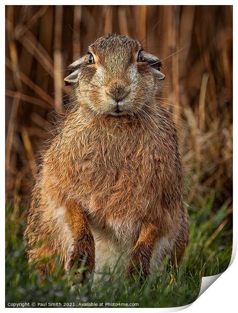 Brown Hare Portrait Print by Paul Smith