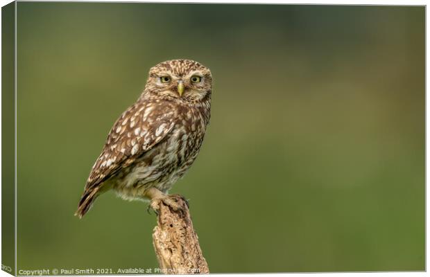Little Owl on Old Tree Stump Canvas Print by Paul Smith