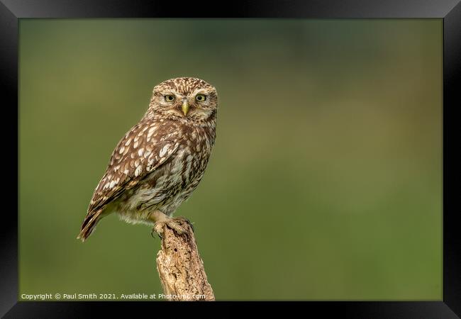 Little Owl on Old Tree Stump Framed Print by Paul Smith