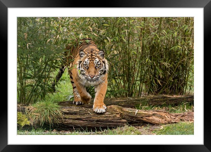 Amur Tiger coming through Bamboo Framed Mounted Print by Paul Smith