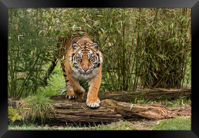 Amur Tiger coming through Bamboo Framed Print by Paul Smith