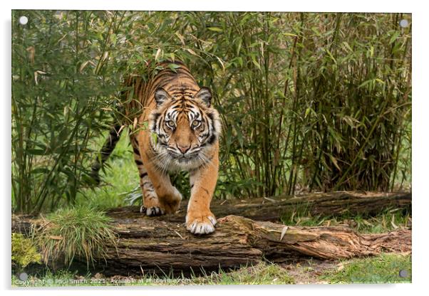 Amur Tiger coming through Bamboo Acrylic by Paul Smith