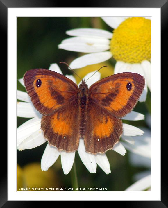gatekeeper butterfly Framed Mounted Print by Elouera Photography