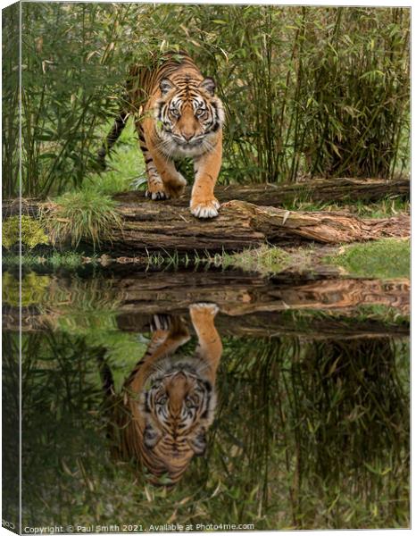 Tiger Reflection Canvas Print by Paul Smith