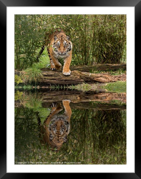 Tiger Reflection Framed Mounted Print by Paul Smith