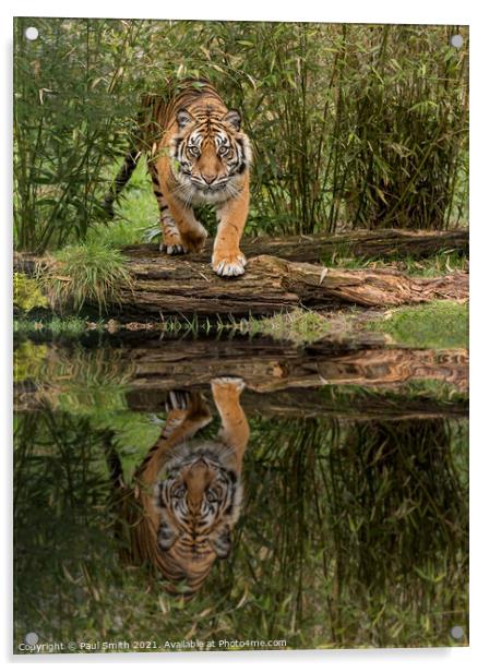 Tiger Reflection Acrylic by Paul Smith