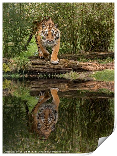 Tiger Reflection Print by Paul Smith