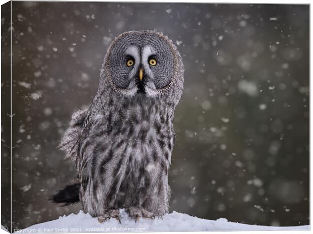 Great Grey Owl in Snowfall Canvas Print by Paul Smith