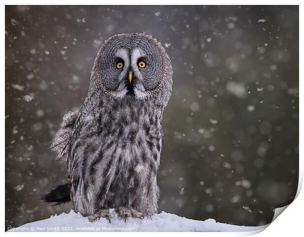 Great Grey Owl in Snowfall Print by Paul Smith