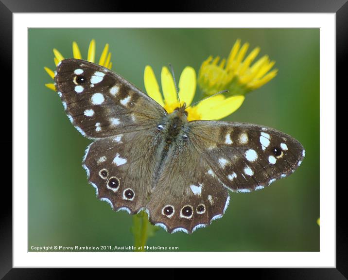 speckledwood butterfly Framed Mounted Print by Elouera Photography