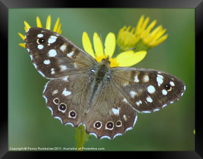 speckledwood butterfly Framed Print by Elouera Photography
