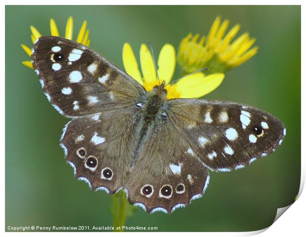 speckledwood butterfly Print by Elouera Photography