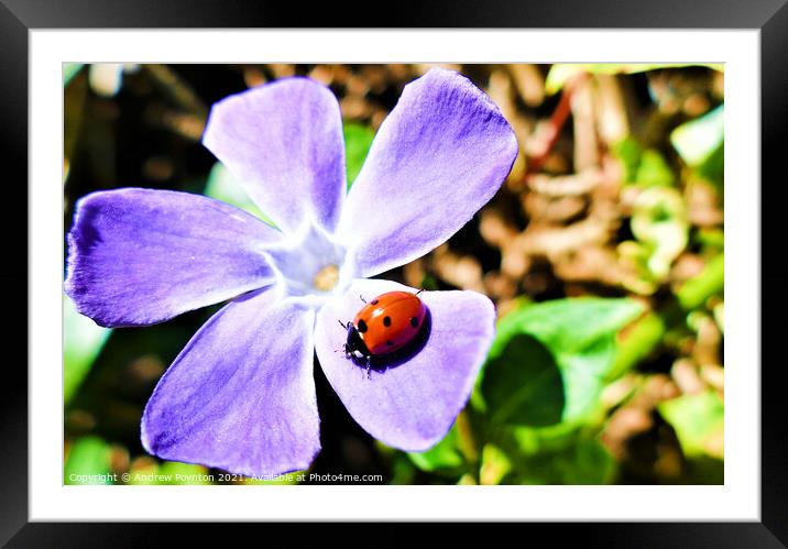 Ladybird flower Framed Mounted Print by Andrew Poynton
