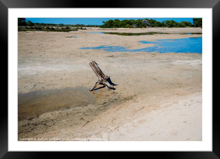 A dry uprooted tree trunk in a dry riverbed. Framed Mounted Print by Joaquin Corbalan